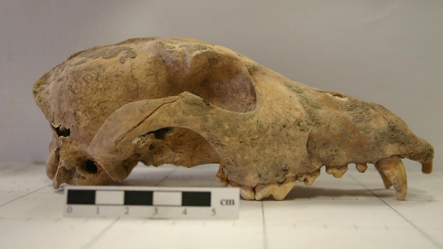גולגולת של כלב שחי לפני 2,500 שנה באשקלון (צילום: רועי שפיר ואסף אורון) (צילום: רועי שפיר ואסף אורון)