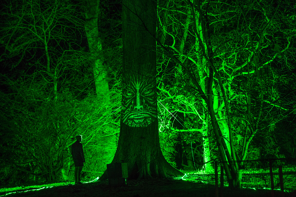 עצים מוארים בטטברי, בריטניה (צילום: gettyimages) (צילום: gettyimages)