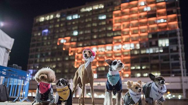Meeting the giant dog of light on the Tel Aviv municipality building (Photo: Or Kaplan, courtesy Vibe Israel)