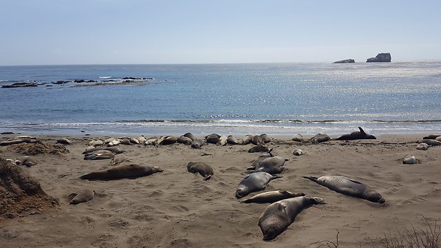 אריות ים לצד עביש 1, קליפורניה (צילום: סער יעקובוביץ) (צילום: סער יעקובוביץ)