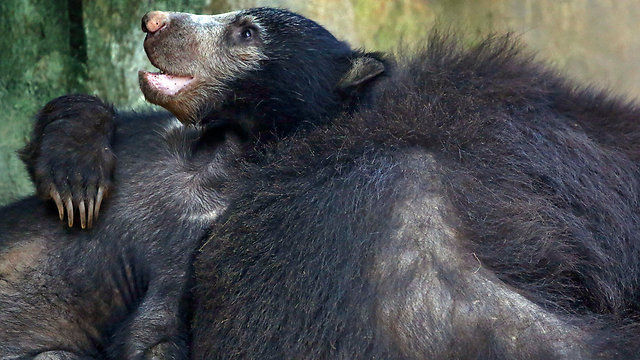 דוב בן שבעה חודשים בגן חיות בקולומבו, סרי לנקה (צילום: EPA) (צילום: EPA)