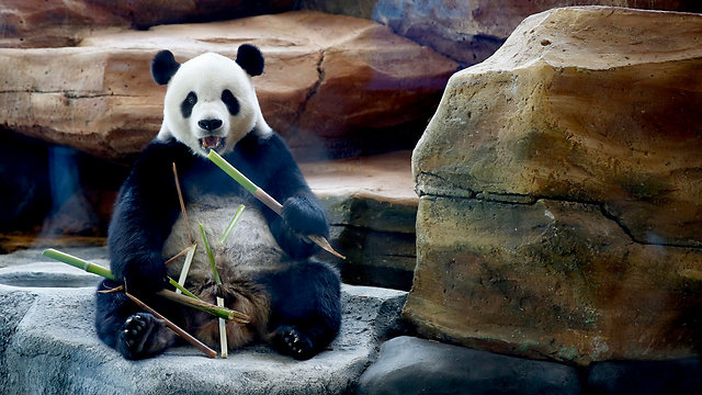 דוב הפנדה צ'אי טאו בגן חיות בבוגור, אינדונזיה (צילום: EPA) (צילום: EPA)