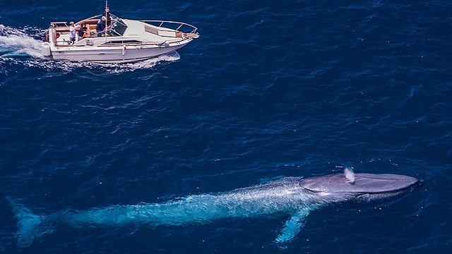 הלוויתן הכחול, בעל החיים הגדול בעולם (צילום: עמוס נחום) (צילום: עמוס נחום)