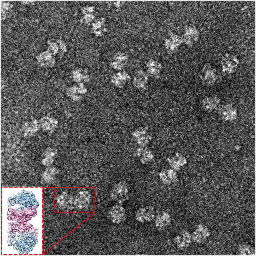 צמדי ריבוזומים השרויים במצב תרדמה בחיידקים גראם-שליליים. צולם באמצעות מיקרוסקופ אלקטרונים (צילום: מכון ויצמן למדע) (צילום: מכון ויצמן למדע)