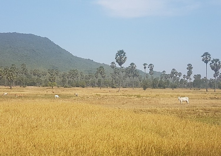 שדות האורז בקמבודיה (צילום: אלכסנדרה לוקש)