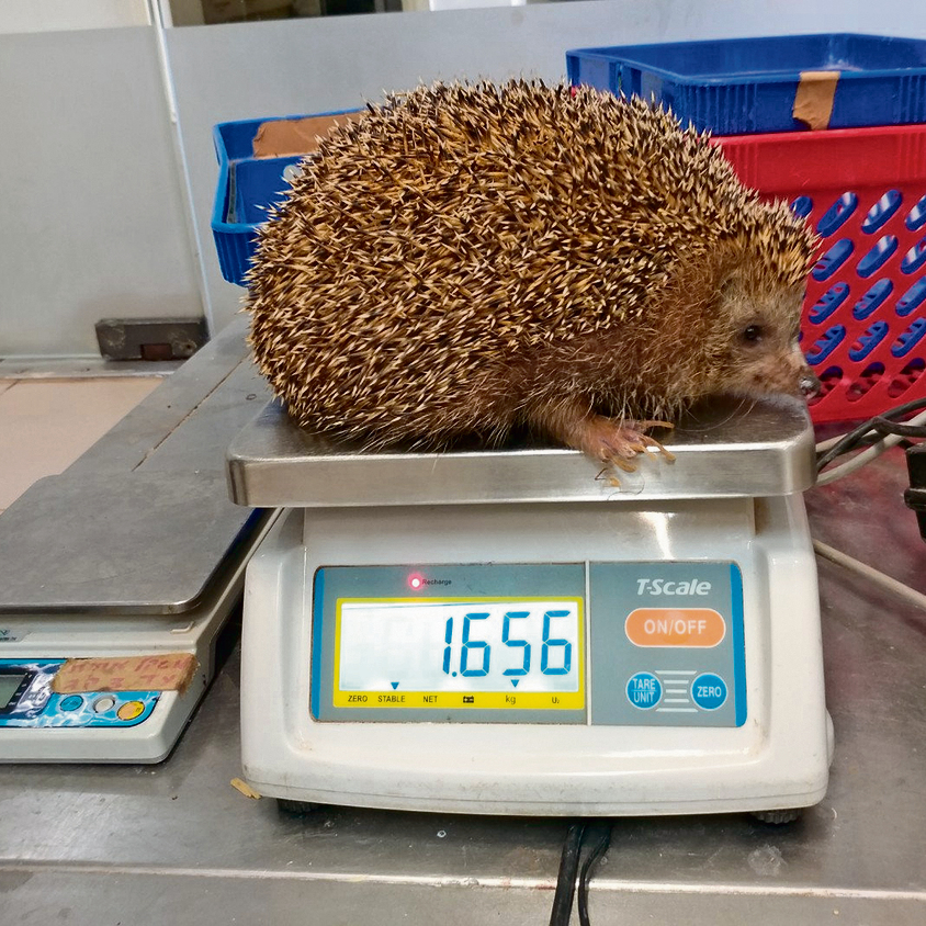 Sherman the hedgehog when he first arrived at the zoo