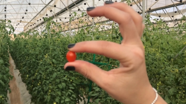 Новый помидор