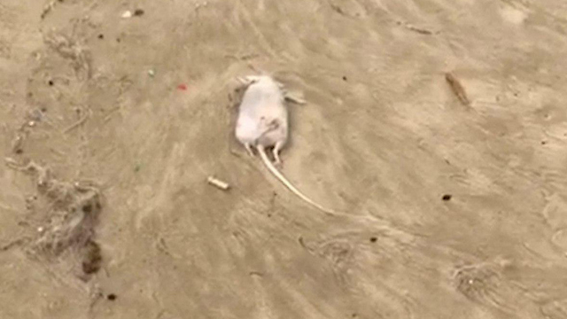 פגר של חולדה שנמצא אתמול בחוף הדולפינריום (צילום: מוטי טובי) (צילום: מוטי טובי)