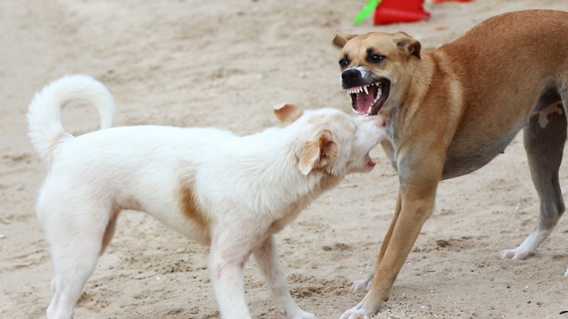 כלבים. להיזהר מנשיכות כלבים משוטטים (צילום: shutterstock) (צילום: shutterstock)
