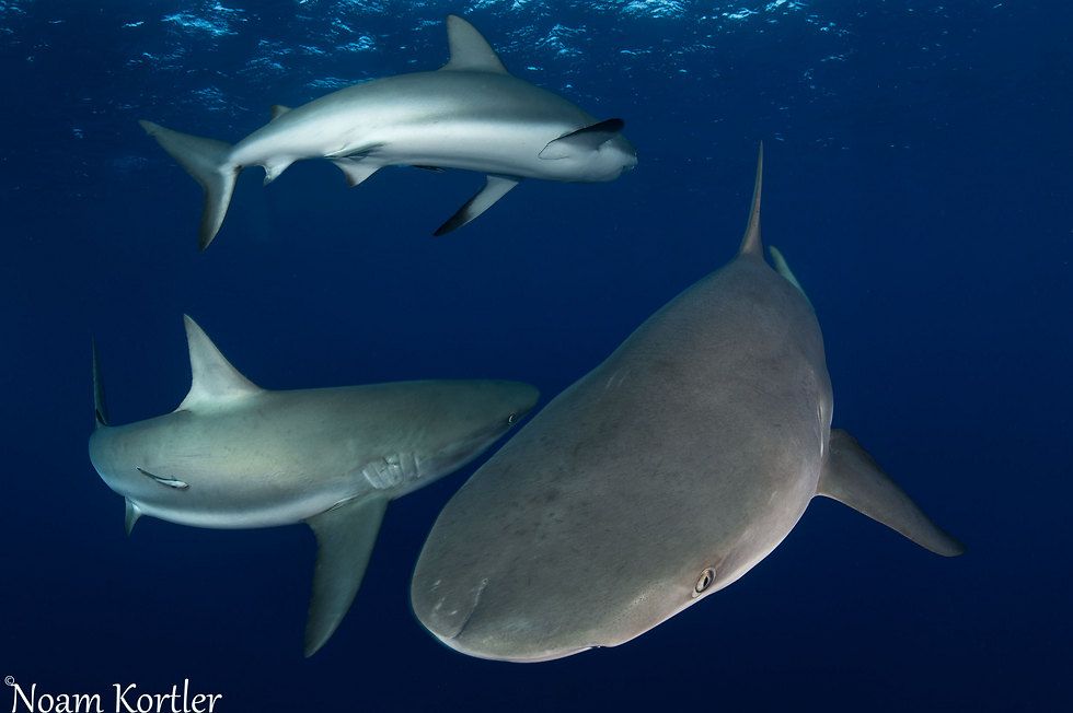 לצלול עם כרישים (צילום: נועם קורטלר) (צילום: נועם קורטלר)