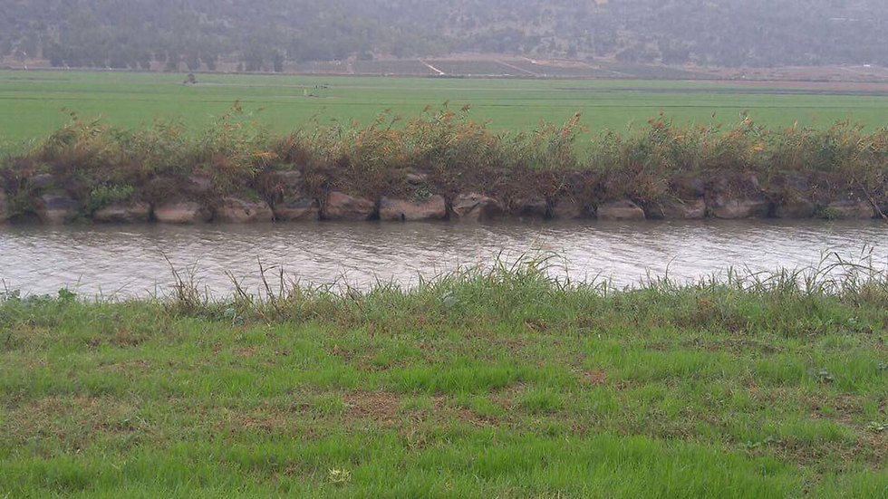 נהר הירדן (צילום: רשות הכינרת) (צילום: רשות הכינרת)