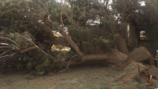 לא מעט עצים קרסו. כך זה נראה בשדה בוקר (צילום: מיכל טריפונוב) (צילום: מיכל טריפונוב)