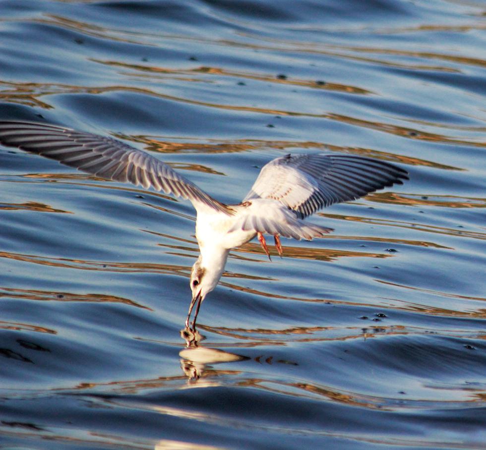 מרומית לבנת-לחי, פרט צעיר בתעופת סריקה מעל פני המים (skimming) (צילום: חיים מויאל) (צילום: חיים מויאל)