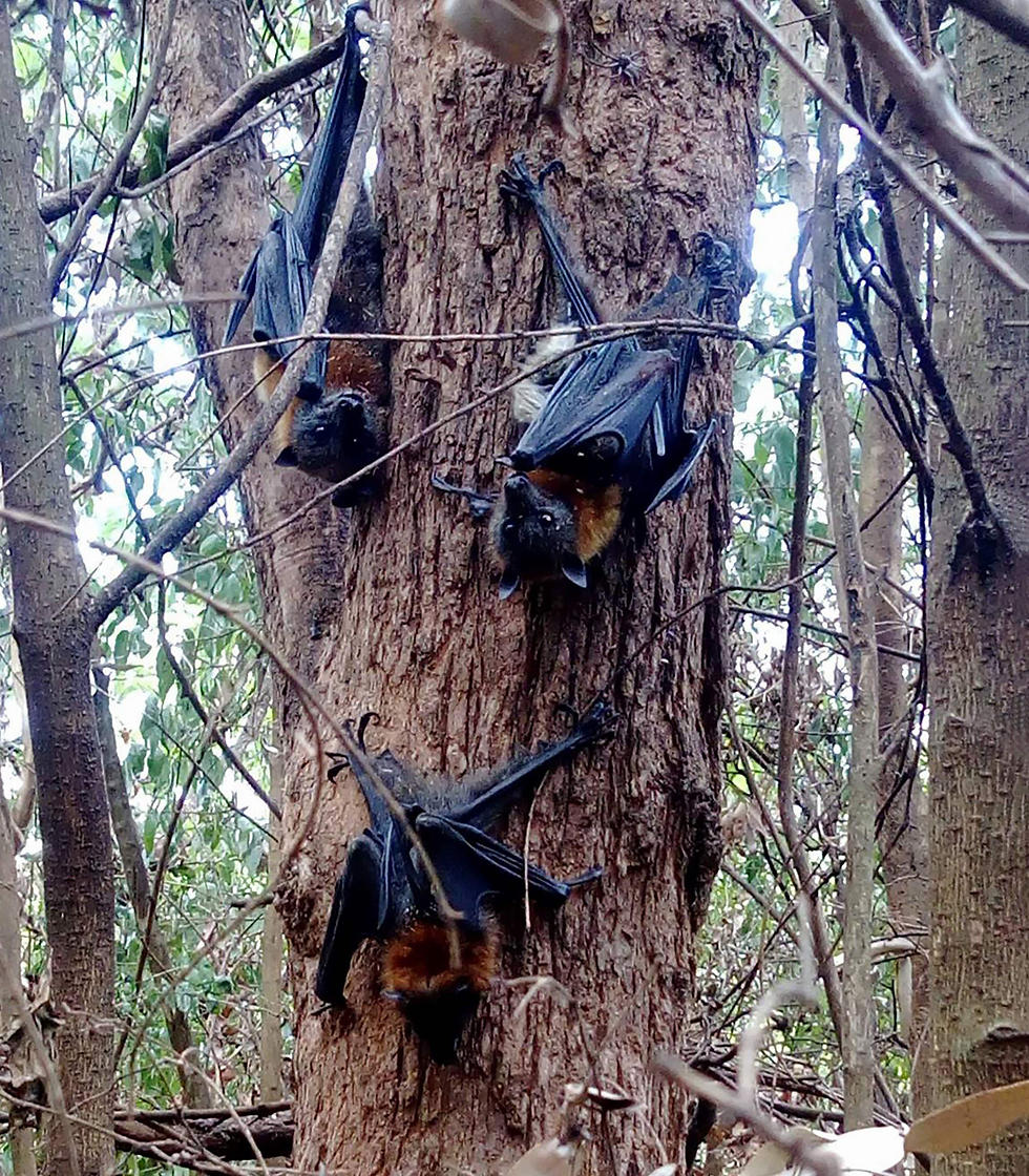 חלק מהעטלפים המתים נותרו תלויים על העצים (צילום: AFP) (צילום: AFP)