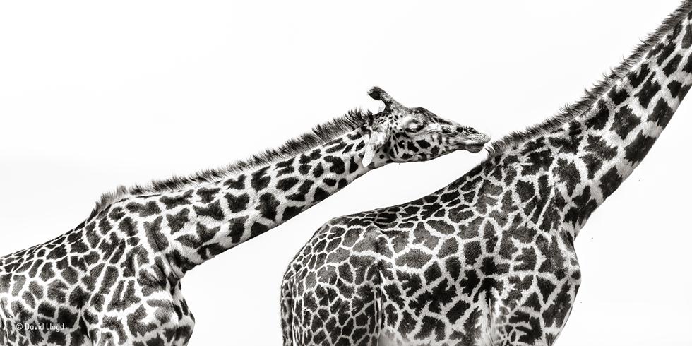 ג'ירפות במסאי מארה בקניה ברגע של טיפוח הדדי (צילום: David Lloyd | Wildlife Photographer of the Year 2017) (צילום: David Lloyd | Wildlife Photographer of the Year 2017)