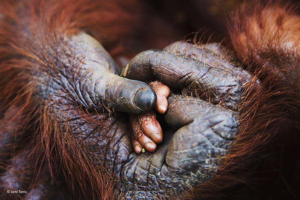 כף ידו של גור אורנג-אוטן בתוך כף היד של אמו ביערות בורניאו (צילום: Jami Tarris | Wildlife Photographer of the Year 2017) (צילום: Jami Tarris | Wildlife Photographer of the Year 2017)
