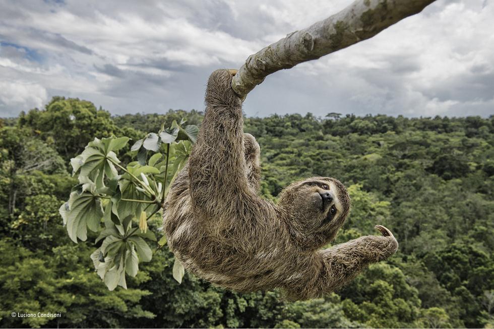 עצלן תלת אצבע בדרך לארוחה על הגובה על צמרת עצים בפארק מוגן בברזיל (צילום: Luciano Candisani | Wildlife Photographer of the Year 2017) (צילום: Luciano Candisani | Wildlife Photographer of the Year 2017)