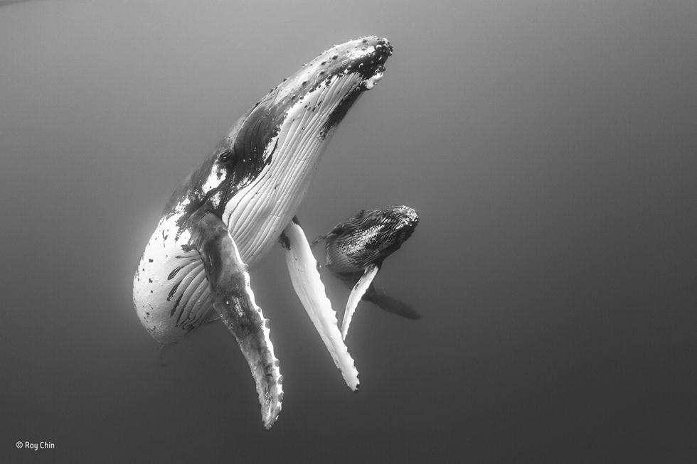נקבת לוויתן גדול סנפיר עם גור מחפשים אחר פלנקטון בים באוקיינוס השקט (צילום: Ray Chin | Wildlife Photographer of the Year 2017) (צילום: Ray Chin | Wildlife Photographer of the Year 2017)