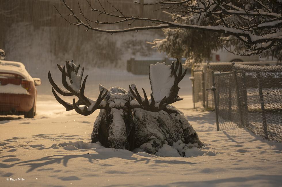 אייל קורא באלסקה עם שלג על קרניו העצומות (צילום: Ryan Miller | Wildlife Photographer of the Year 2017) (צילום: Ryan Miller | Wildlife Photographer of the Year 2017)