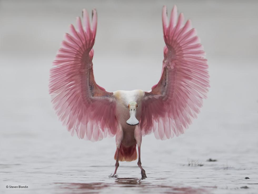 כפן ורוד בנחיתה באגם בפלורידה (צילום: Steven Blandin | Wildlife Photographer of the Year 2017) (צילום: Steven Blandin | Wildlife Photographer of the Year 2017)