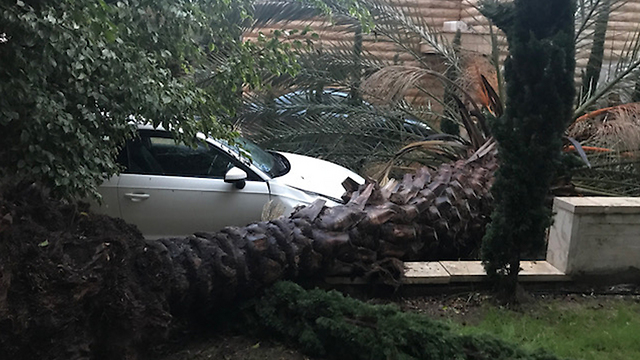 עץ דקל נפל ליד מכונית בסכנין (צילום: שאהין ) (צילום: שאהין )