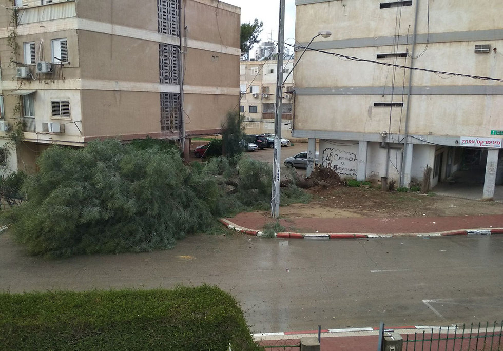 עץ קרס ליד בית מגורים בבאר שבע (צילום: הרצל יוסף) (צילום: הרצל יוסף)