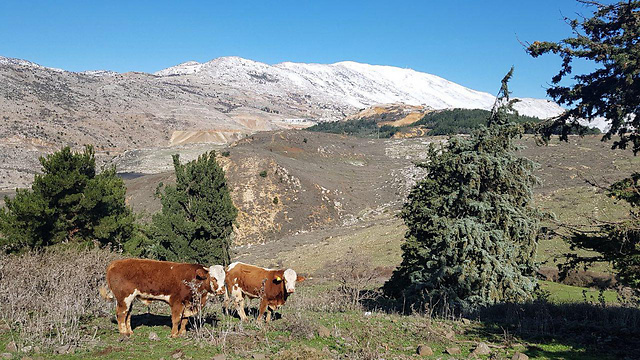 פרות בעין חרמון, למרגלות ההר (צילום: מורן כהן) (צילום: מורן כהן)