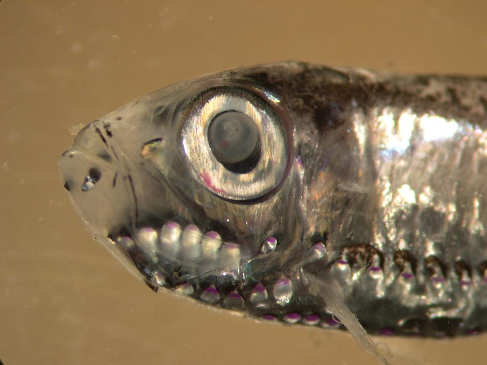 משפחת הקופיצניים (דגי עומק) Sternoptychidae (צילום: נעמה קימרלינג) (צילום: נעמה קימרלינג)