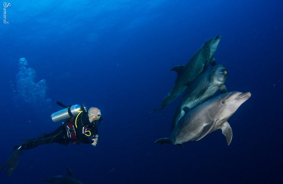 דולפינים שובבים (צילום: בועז סמוראי) (צילום: בועז סמוראי)