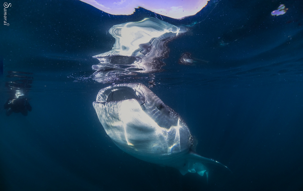 כריש לווייתן (צילום: בועז סמוראי) (צילום: בועז סמוראי)