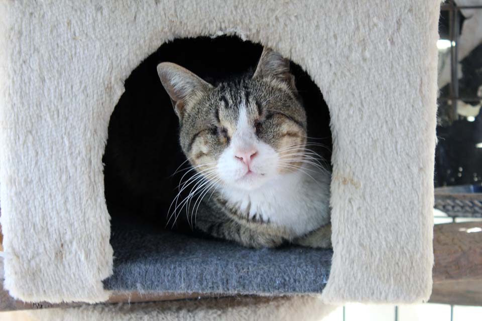 Слепая кошка Ахавона. Фото: "Тну ле-хайот лихъот"