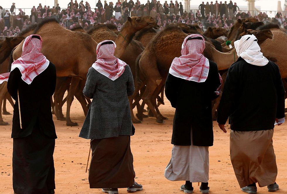 פסטיבל הגמלים השנתי בסעודיה (צילום: רויטרס) (צילום: רויטרס)