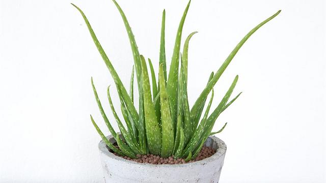 אלוורה: צמח מדברי קל לגידול ובעל סגולות מרפא (צילום: shutterstock) (צילום: shutterstock)
