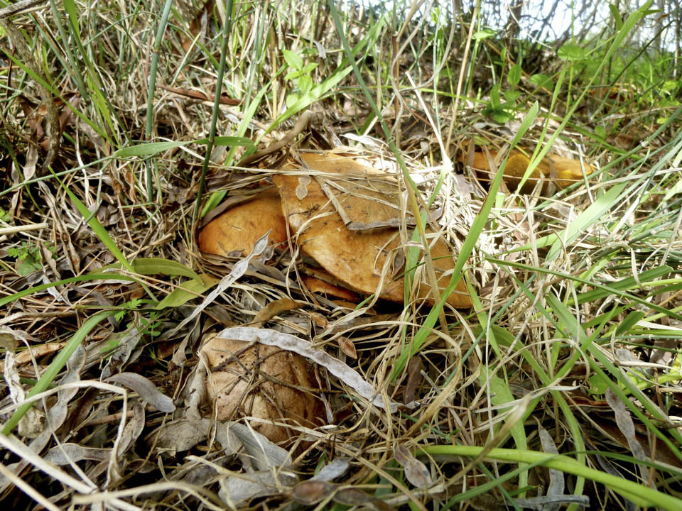 Богатый урожай грибов в этом январе. Фото: Леон Левитас