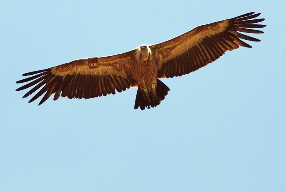 Орел над заповедником "Хай-Бар Кармель". Фото: Бен Розенберг, "Едиот ахронот"