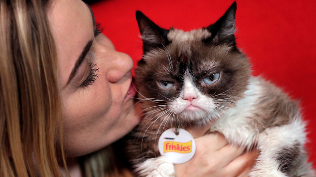 החתולה הזועפת הופיע בקמפיין פרסום בניגוד למה שנחתם (צילום: AP) (צילום: AP)