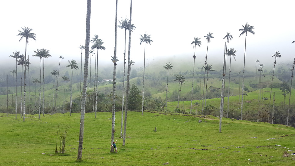תמונה (כן, אני שם) עם עצי השעווה הגבוהים בעולם (צילום: סער יעקובוביץ) (צילום: סער יעקובוביץ)
