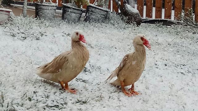 גם הברווזים חוגגים בשלג באלוני הבשן (צילום: ירון דקל) (צילום: ירון דקל)