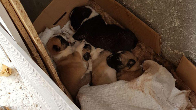 Puppies rescued from the mud (Photo: Rachel Salit)
