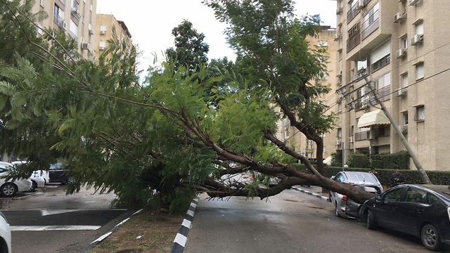 עץ קרס בנלחת יצחק בתל אביב (צילום: אמיר דוד) (צילום: אמיר דוד)