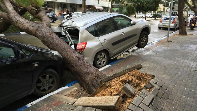 The uprooted tree in Tel Aviv (Photo: Amir David)