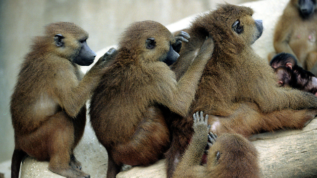 משפחת בבונים בגן החיות בפריז (צילום: רויטרס) (צילום: רויטרס)