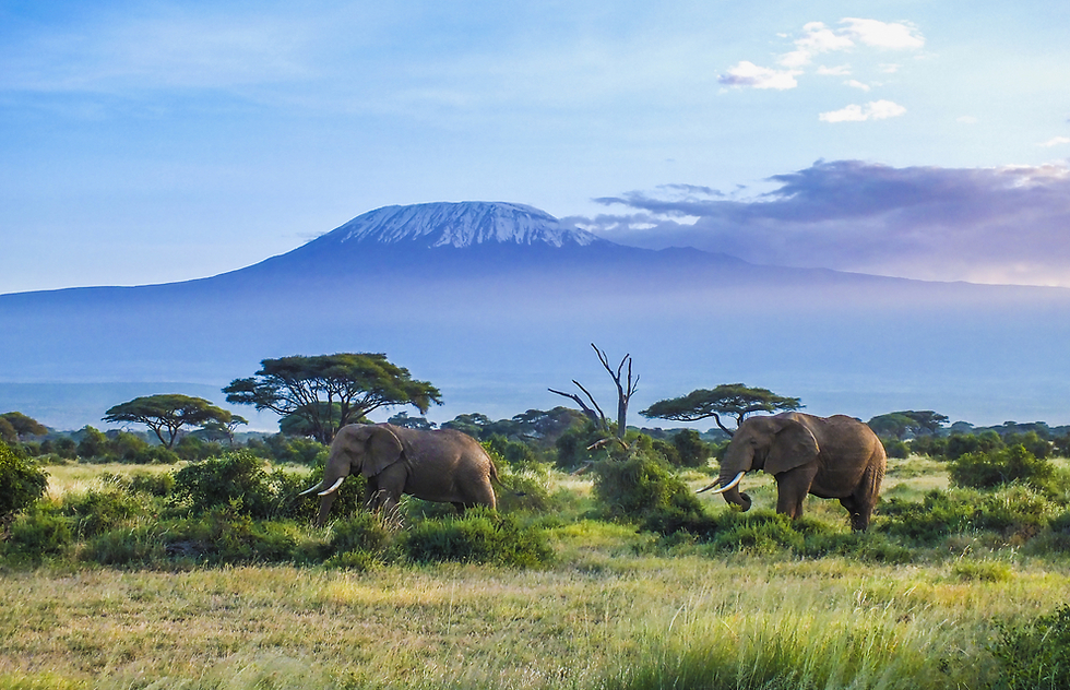 פילים בספארי וברקע הר הקלימנג'ארו (צילום: shutterstock) (צילום: shutterstock)