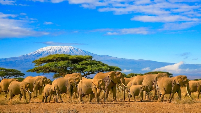 הספארי בהתגלמותו: קניה (צילום: shutterstock) (צילום: shutterstock)