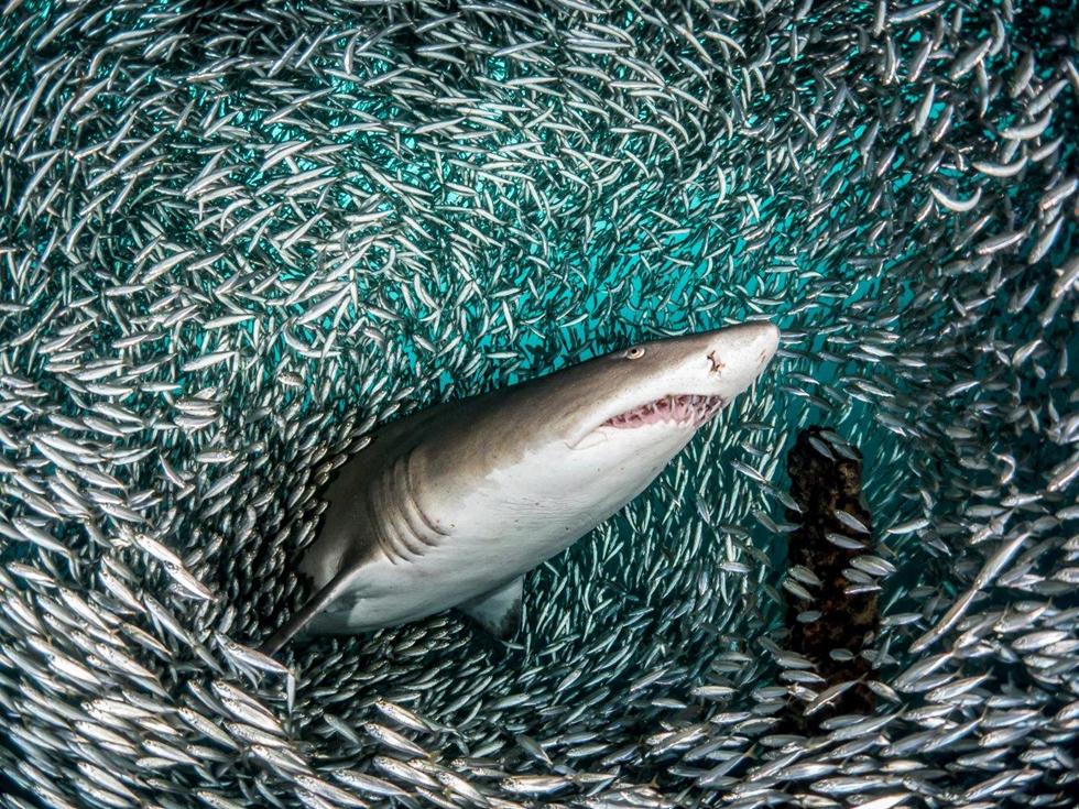 מקום 1 | כרישים |  Tanya Houppermans, USA ()