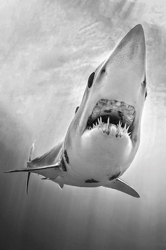 מקום 4 | כרישים | Filippo Borghi, Italy ()