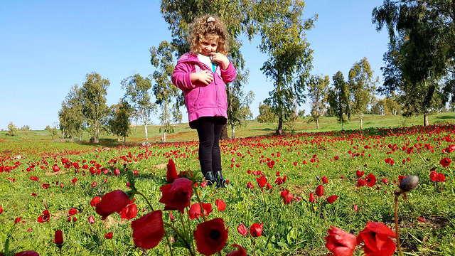 Red South Festival (Photo: Roi Idan)