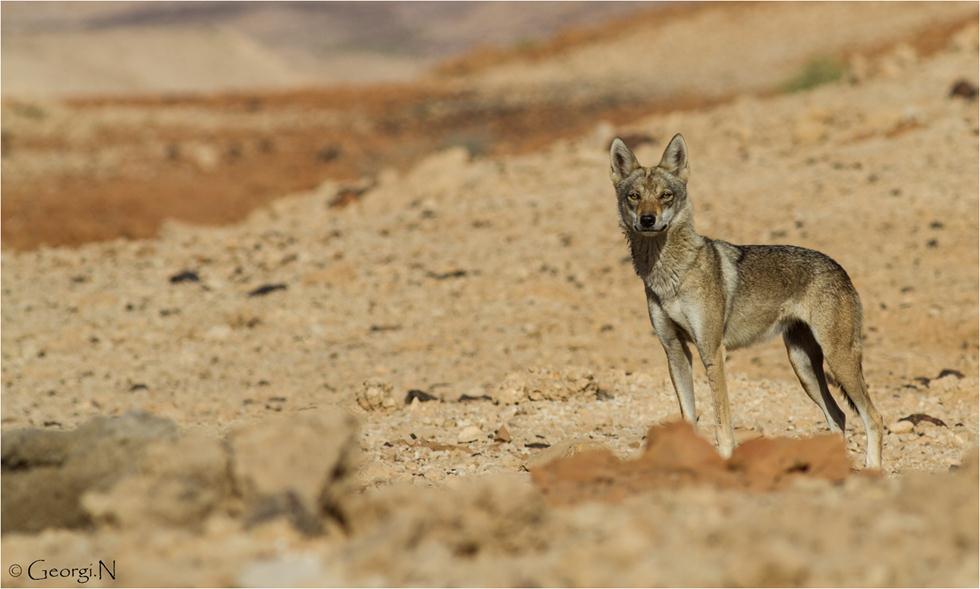 זאב (צילום: ג'ורג'י נורקין, רשות הטבע והגנים) ()