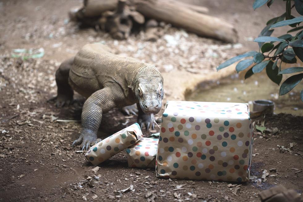 קומודו בן עשר שנים שם גאנאס, ציין את יום הולדתו בגן החיות בלונדון. המטפלים העניקו לו בסוף השבוע מתנה טעימה (צילום: Zoological Society of London) ()