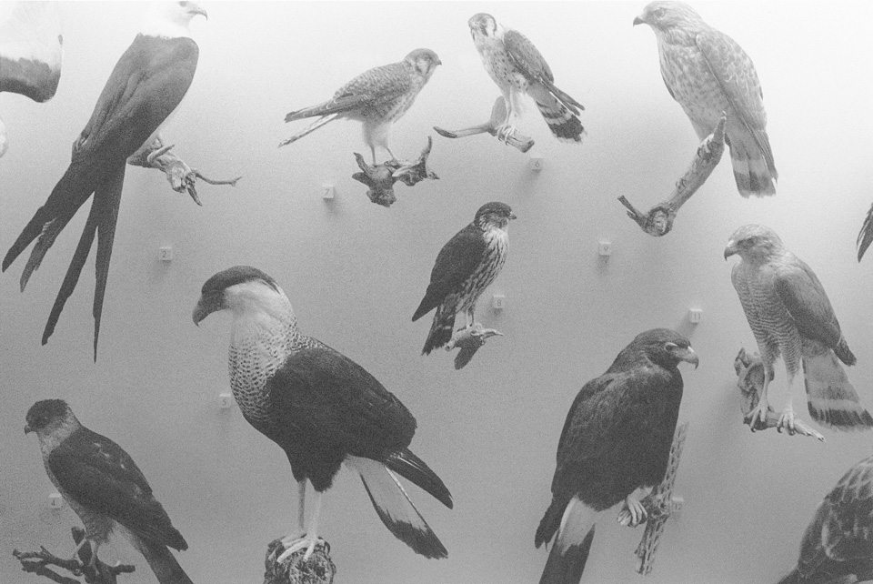 Симха Ширман. "Птицы, Музей природы, Нью-Йорк" (1990)